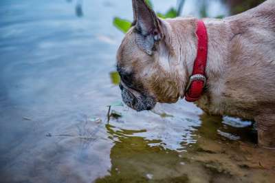 格尔达 法国斗牛犬 狗 鱼 自然 动物