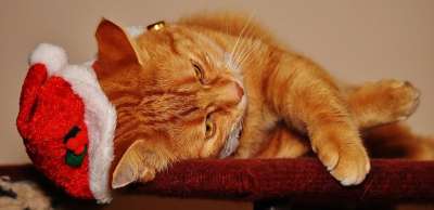 猫 宿醉 红色的 圣诞节 圣诞老人的帽子 乐趣 可爱的 鲭鱼