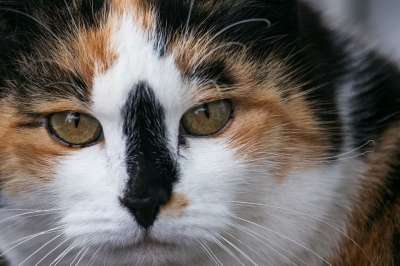 猫 家猫 哺乳动物 动物 野生动物 幸运猫 多彩色 肖像