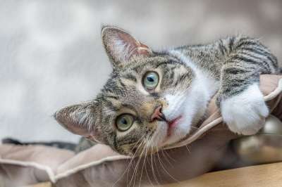 欧洲短毛猫 猫 宠物 动物 猫科动物 国内动物