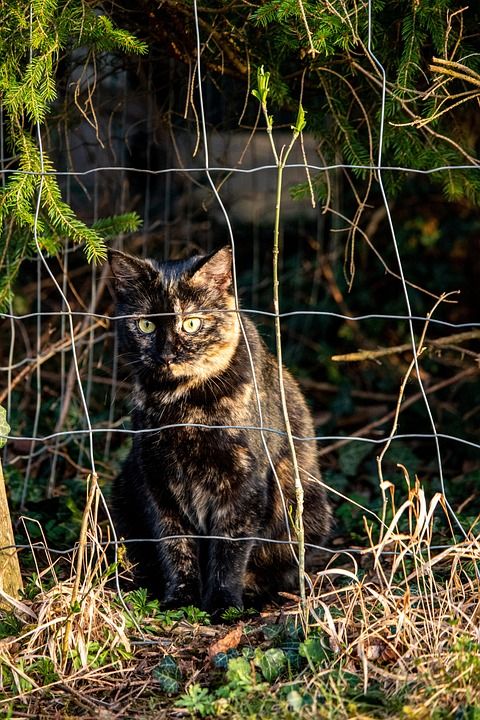 猫 老虎 自然 动物 野生动物 野猫 家畜 哺乳动物 条 捷豹