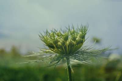 印度尼西亚的工厂 萝卜 花园 农场 植物 花朵 绿色 自然