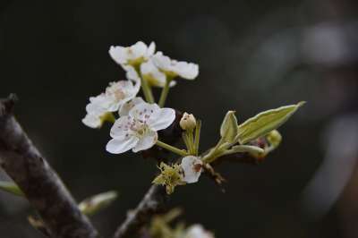 梨花 花 花瓣 自然 春天 白色的 盛开 森林 梨花 梨花