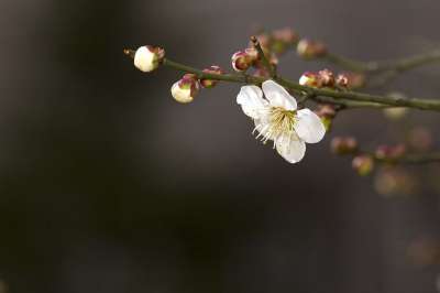 春天 梅花 植物 花 四位先生 整洁 巨大