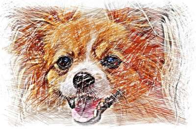 画画 狗 奇瓦瓦州 有色 动物 肖像