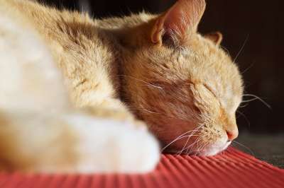 猫 在睡觉 微红 自制 宠物 休眠的