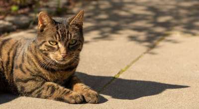 猫 动物肖像 动物 家猫 家畜 关闭 野生动物