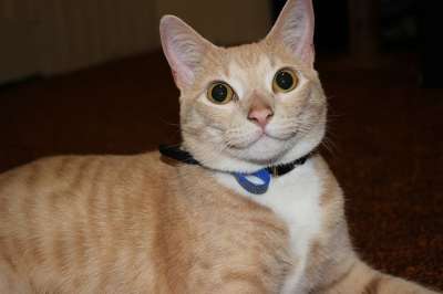 猫 愉快 微笑 快乐的 笑 快乐 小猫 基蒂 动物 哺乳动物