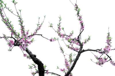 一个桃花 桃 花 春天 美丽的 树 一个果园 大自然 时间