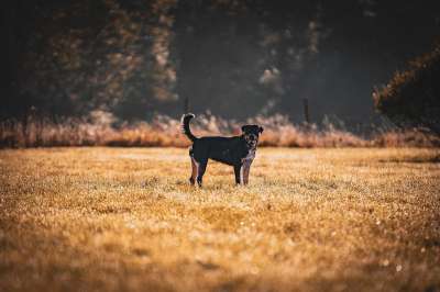 罗威纳犬 狗 家畜 保护器 安全 看门狗 落下 场地 景观