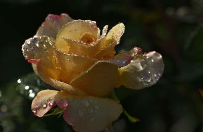 玫瑰 开花 雨滴 花 性质 浪漫 黄色 日落 心情