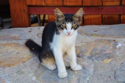 猫 可爱猫咪 猫脸 动物 Katze 猫的眼睛 小猫 棕色