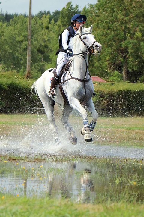 Haras Du销 国家柱 螺柱 伟大的全 跳跃 叉 马 竞赛
