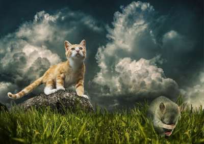 猫 鼠 猎物 打猎 生活 死亡 恐惧 绝望 戏剧性 户外