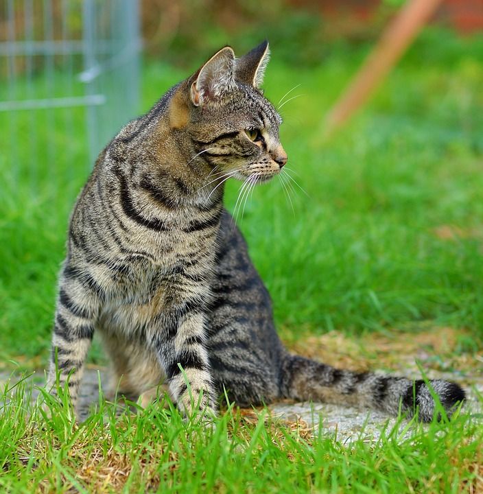 猫 女性 花园 三色 家猫 猫脸 肖像 可爱的 头 动物