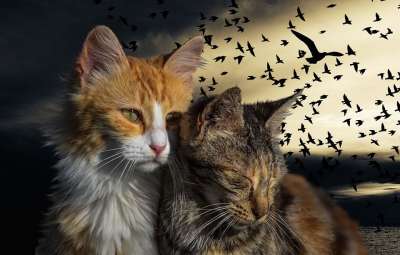 小猫 猫 宠物 鸟类 瘸子 棕色的宠物