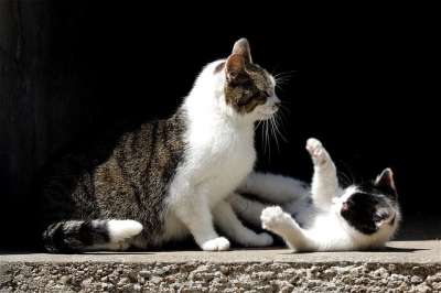 猫 猫家族 小猫 家猫 可爱的 猫肖像 幼兽 俏皮的 家畜