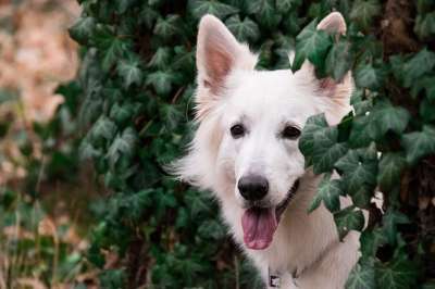 狗 哺乳动物 动物 肖像 可爱的 牧羊犬 白色的 常春藤