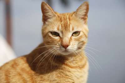 猫 肖像 猫脸 动物群 猫科动物 胡子 动物 小猫咪