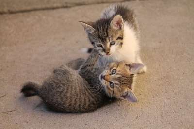 猫 宠物 可爱 附近 动物肖像
