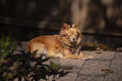 宠物 狗 可爱的 睡眠 犬类 棕色 甜的 棕色的狗 棕色的睡眠