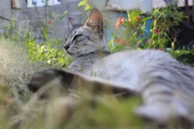 猫 猫科动物 动物 吉祥物 小猫咪 野生动物园 老虎 可爱 皮肤