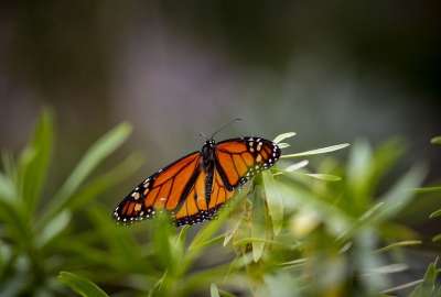 普通老虎 Danaus Chrysippus 蝴蝶 热带 泰国 亚洲