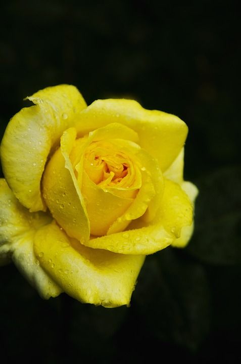 玫瑰 黄玫瑰 花 玫瑰绽放 花瓣 玫瑰花瓣 盛开 开花 植物群