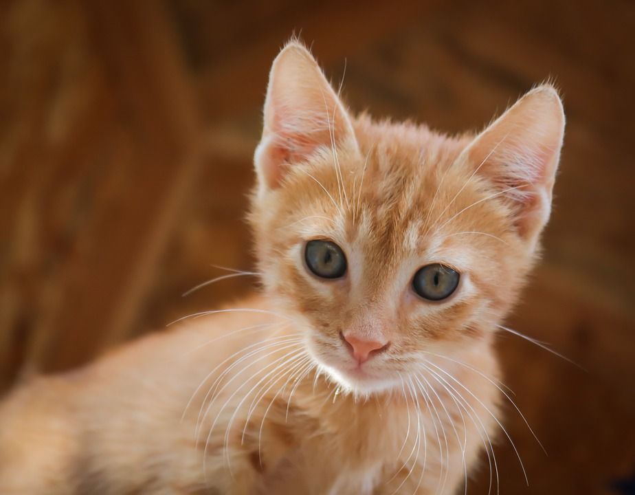 猫, 小的, 红色的, 猫宝宝, 小猫, 可爱的, 红虎斑, 婴儿, 家畜