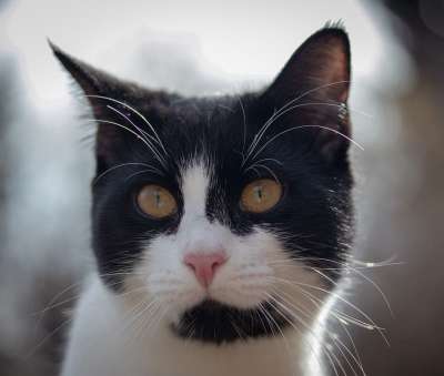 猫 头 肖像 眼睛 脸 家猫 关闭 看法 家畜