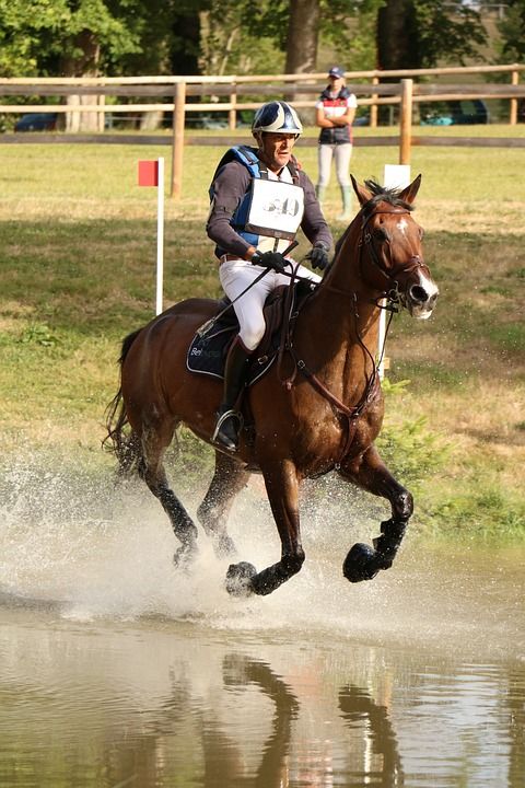 Haras Du销 国家柱 螺柱 伟大的全 跳跃 叉 马 竞赛