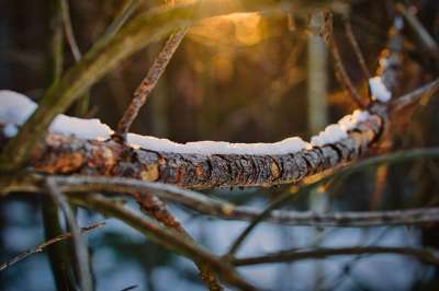 科 树 枯木 早晨的太阳 自然 森林 分行 冬天 雪 植物