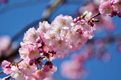樱花 观赏樱桃 日本樱桃 开花 粉色的 日本樱花 春天 春花