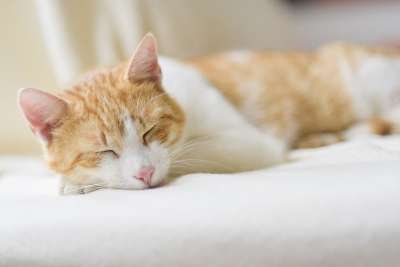 宿醉 猫 睡觉 放松 感觉良好
