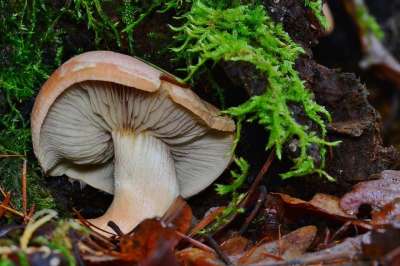 森林 蘑菇 自然 森林地面 发现 关闭 苔藓