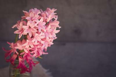 风信子 花 粉色的 粉红色的花 粉红色的风信子 香花 春天的花朵