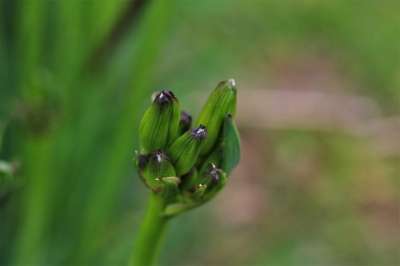 老虎莉莉 百合花 百Lancifolium 百合 夏天 花
