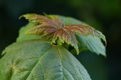 大自然壁纸 自然壁纸 高清壁纸 植物 自然 绿色 叶子 墙纸