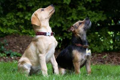 小狗 坐着 梗犬 动物 宠物 可爱的 拉布拉多犬 看着 花园