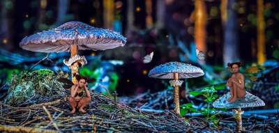 仙女 蘑菇 幻想 童话 梦 想象力 蝴蝶 超现实的 神秘 森林
