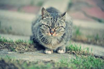猫 哺乳动物 宠物猫 狮子 动物 毛皮 大自然 荒野 山猫
