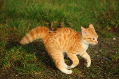 小猫 红虎斑 猫宝宝 猫 落下 俏皮的 草地