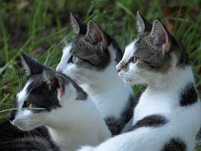 猫 宠物 团体 耳朵 草 警报 可爱的 蓬松的 动物 年轻
