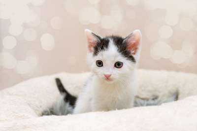 小猫 猫宝宝 小的 可爱的 家畜 家猫 猫 幼兽 猫肖像 猫脸
