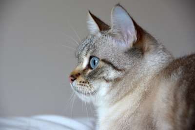 猫 蓝眼睛 猫科动物 基蒂 可爱的 哺乳动物 眼睛 胡须 灰猫