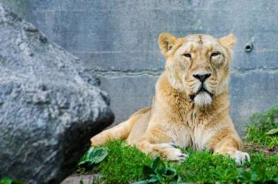 母狮 狮子 动物 非洲 猫 捕食者 食肉动物 哺乳动物 女性