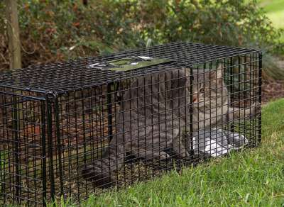 陷阱 猫 猫陷阱 野性的 荒野 控制 害虫