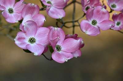 角 树 开花 山茱萸佛罗里达州 春天 盛开 自然 分支 花园