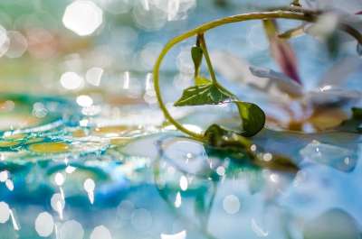 抽象的 植物 水 反射 水滴 滴 光 散景 背景 宏