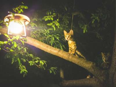 猫 动物 光 电灯泡 树 树叶 分行 夜晚